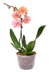 Pink orchid in a pot isolated on a white background. Phalaenopsis flower. Tropical, Asian
