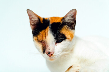 A 2 year old adult domestic cat with a wound over its right eye is relaxing on a white background. Close up image of a white cat with a pattern that is posing lazily and looks very relaxed and cute