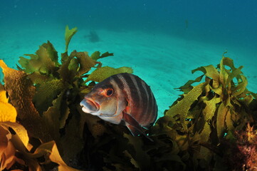Detail of banded morwong Cheilodactylus spectabilis among fronds of brown kelp Ecklonia radiata. Location: Leigh New Zealand
