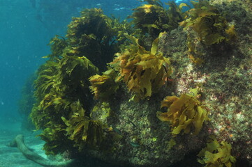 Fototapeta na wymiar Coastal rocky reef with growth of stalked kelp Ecklonia radiata. Location: Leigh New Zealand