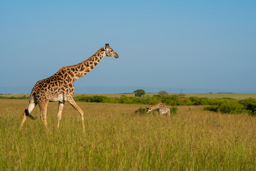 Giraffe walking through Masai Mara