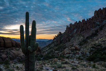 Sunset over cactus
