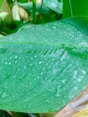 leaf plant droplet green lush jungle background closeup water droplet summer sunny
