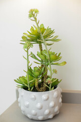 herbs in a pot