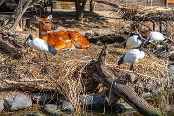 Wild animals in natural woodland in sunny day. Deer and African sacred ibis