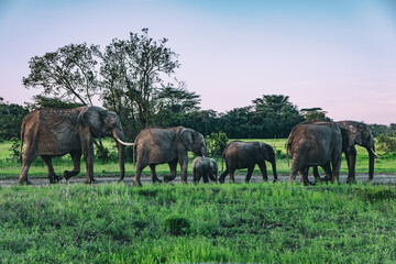 Family of elephants at dusk