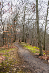 Pathway through Mountain Top Woodland