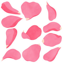 Pink rose petals drawing set