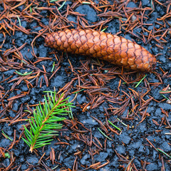Pine Cone on Ground with Tree Needles