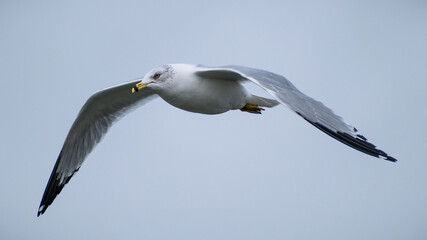 Ring-billed Gull (Larus delawarensis) Flying Close Up Flapping Wings