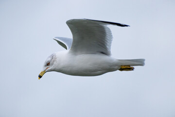 Ring-billed Gull (Larus delawarensis) Flying Close Up in Flight