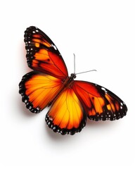 Butterfly with orange and black wings on a white background