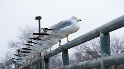 Line of Ring-billed Gulls (Larus delawarensis) Perched on Railing Side View During Snow Storm