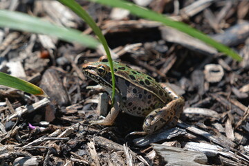 Naklejka premium frog on the ground