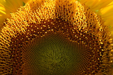 sunflower close up