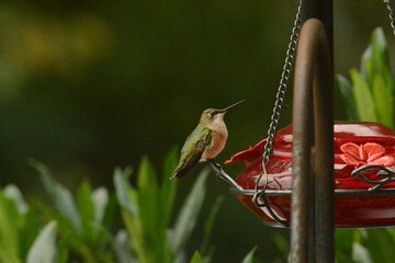 hummingbird © Robert