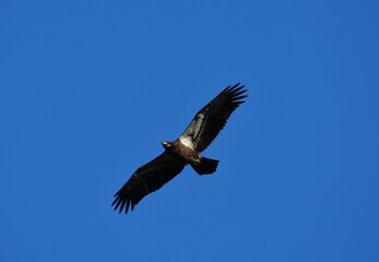 eagle in flight