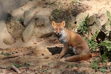 カメラ目線の座ったキツネ © osaru_photos