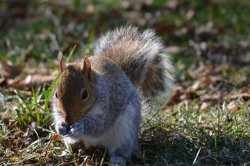 squirrel eating nut