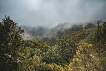 Green overgrown valley covered by forest and photographed on a cloudy day. 25 Fontes waterfalls, Madeira Island, Portugal, Europe.