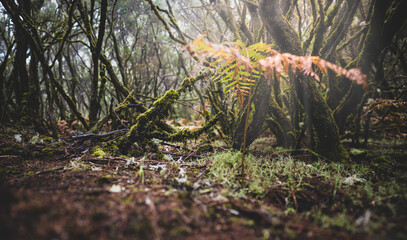 Low angle shot of a misty laruel forest photographed on a rainy day. 25 Fontes Waterfalls, Madeira Island, Portugal, Europe.