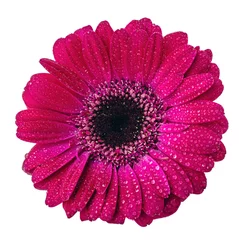 Poster Gerbera daisy flower close-up view from above isolated on white background © ranbo