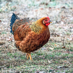 chicken on the farm