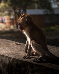 A young monkey eating human food in Krabi, Thailand