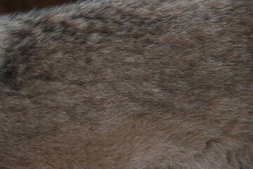 Up Close Wolf Fur