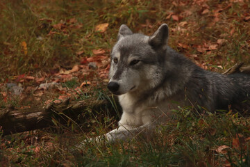 Falling Asleep in the Leaves