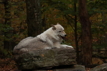 Relaxing after a Long Day