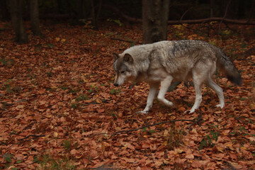 Running Wolf