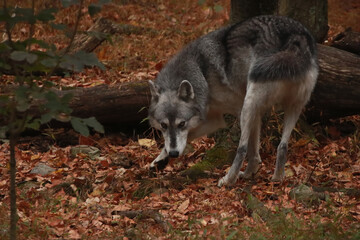 Grey Wolf Stalking
