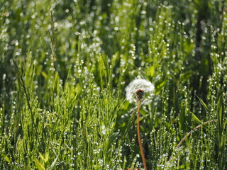 春の野原　タンポポの綿毛
