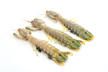 fresh mantis shrimp on white background