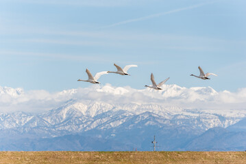 白鳥と立山連峰