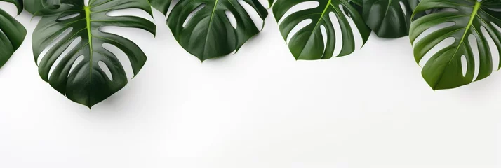 Fotobehang Monstera tropical leaves framing white background © InfiniteStudio