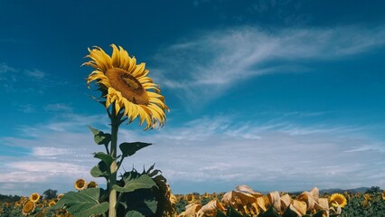 A lone sunflower in full bloom stands out against a backdrop of a sunflower field and wispy clouds...