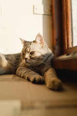 Portrait of a beautiful cat. Cute Cat Portrait. Happy Pet. Gray Scottish Straight cat sleeping.Home scene