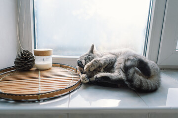 Portrait of a beautiful cat. Cute Cat Portrait. Happy Pet. Gray Scottish Straight cat sleeping.Home...