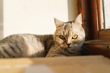 Portrait of a beautiful cat. Cute Cat Portrait. Happy Pet. Gray Scottish Straight cat sleeping.Home scene