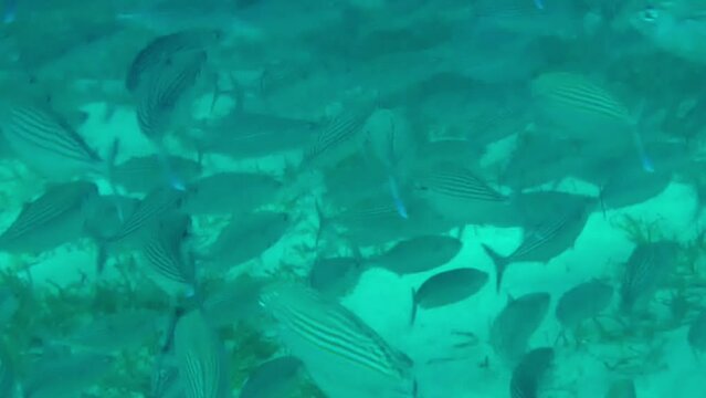 a school of reef fishes