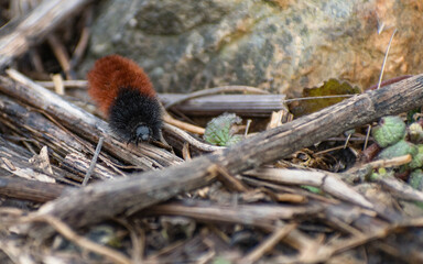Wooly Bear Caterpillar (Pyrrharctia isabella) Crawling on Twigs