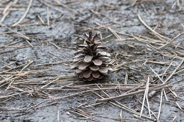 Pine Cone and Needles on Dirt