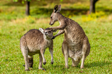 Naklejka na ściany i meble Eastern Grey Kangaroos grooming each other