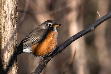 American Robin (Turdus migratorius) Perched on Branch