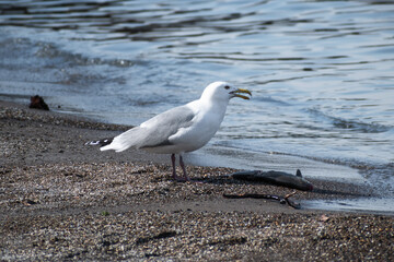 Herring Gull (Larus argentatus) Eating Dead Fish on Beach near Water