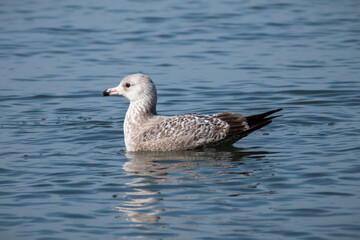 Female Herring Gull (Larus argentatus) Floating in Lake