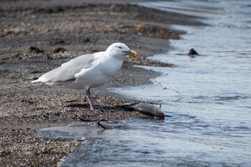 Herring Gull (Larus argentatus) Eating Dead Fish on a Beach near Water