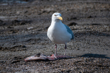 Herring Gull (Larus argentatus) Standing next to a Dead Fish on Beach